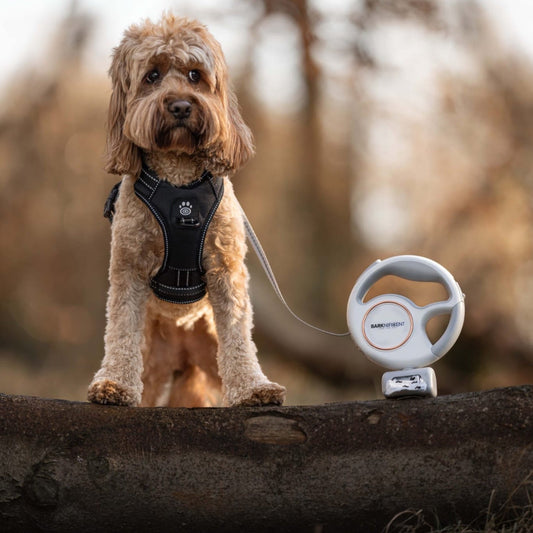 Multifunctional dog leash with LED