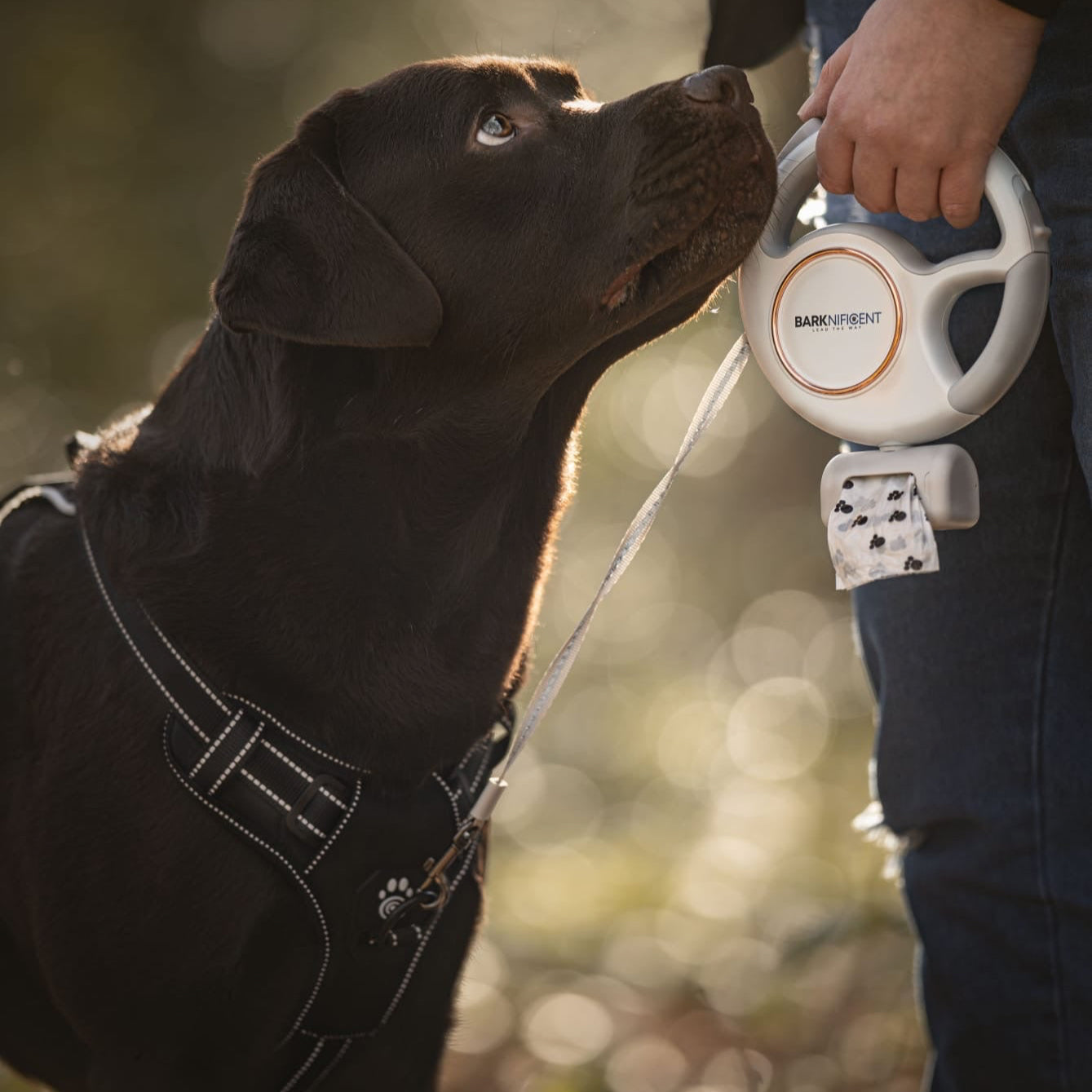 Multifunctional dog leash with LED