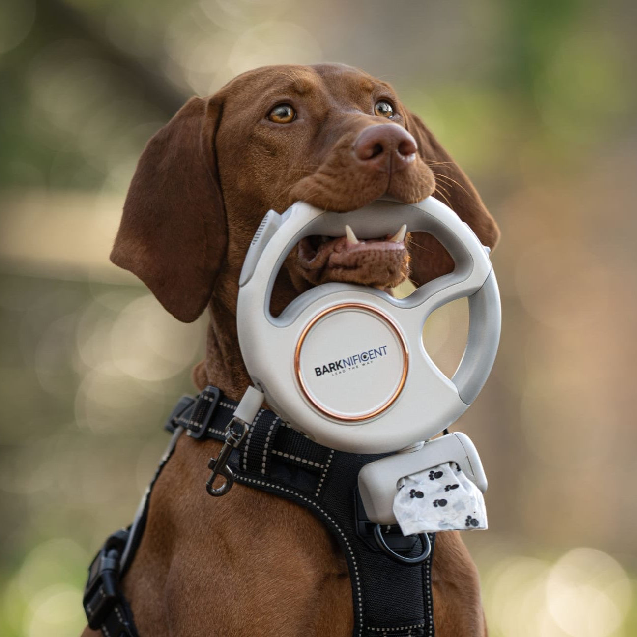 Multifunctional dog leash with LED