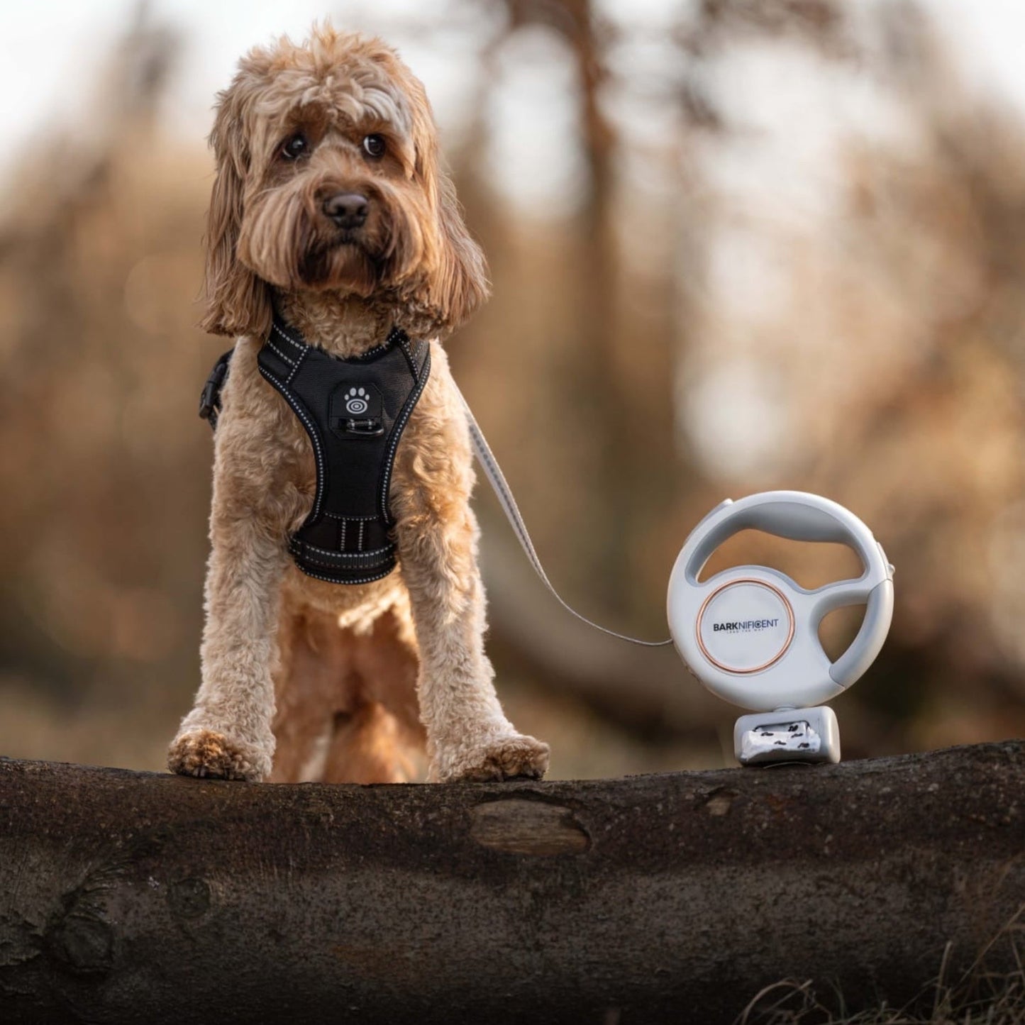 Multifunctional dog leash with LED